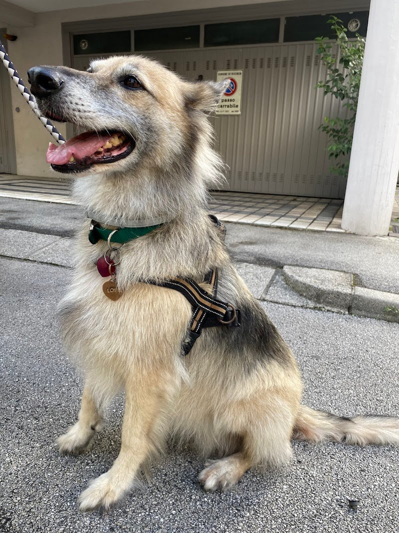 Laval Dog lavaggio cani selfservice - Foto 4