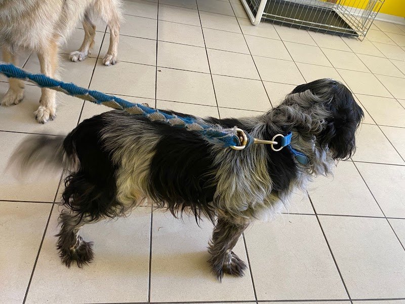 Laval Dog lavaggio cani selfservice - Foto 5