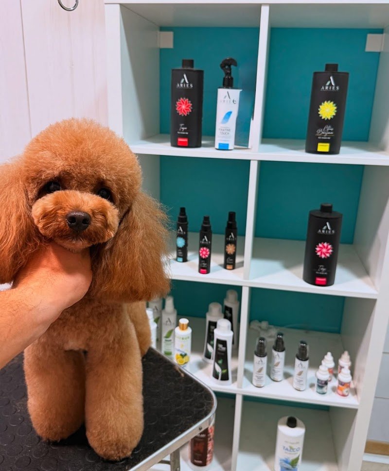 Le Bolle di Bubba Toeletta Cani Ostia di Matteo Angelici - Foto 2