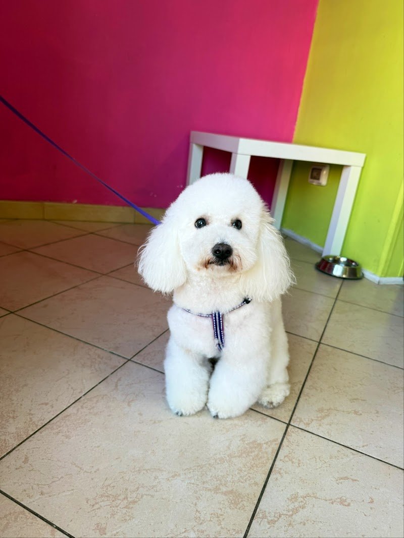 Le Bolle di Bubba Toeletta Cani Ostia di Matteo Angelici - Foto 3