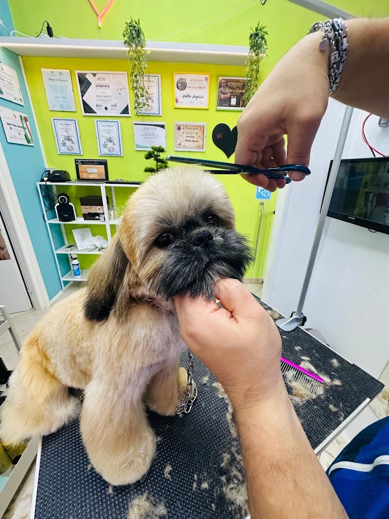 Le Bolle di Bubba Toeletta Cani Ostia di Matteo Angelici - Foto 4