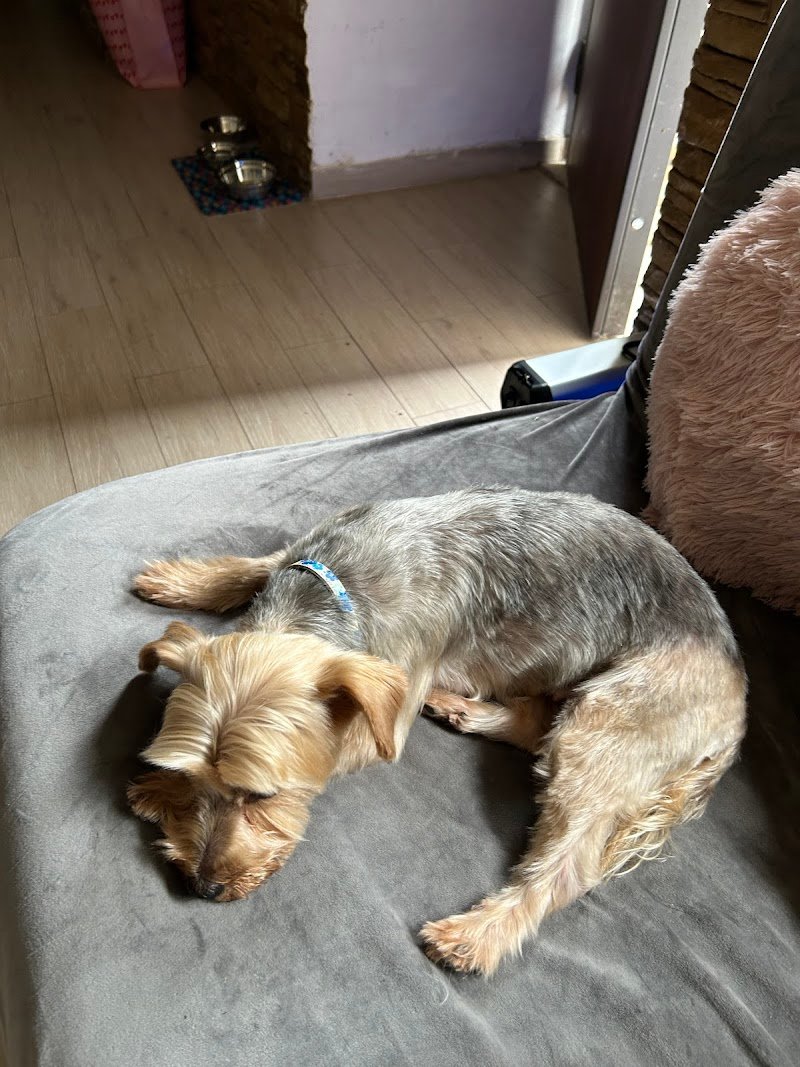 Le Bolle di Bubba Toeletta Cani Ostia di Matteo Angelici - Foto 5