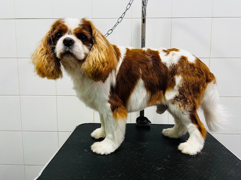 Le Bolle di Bubba Toeletta Cani Ostia di Matteo Angelici - Foto 6