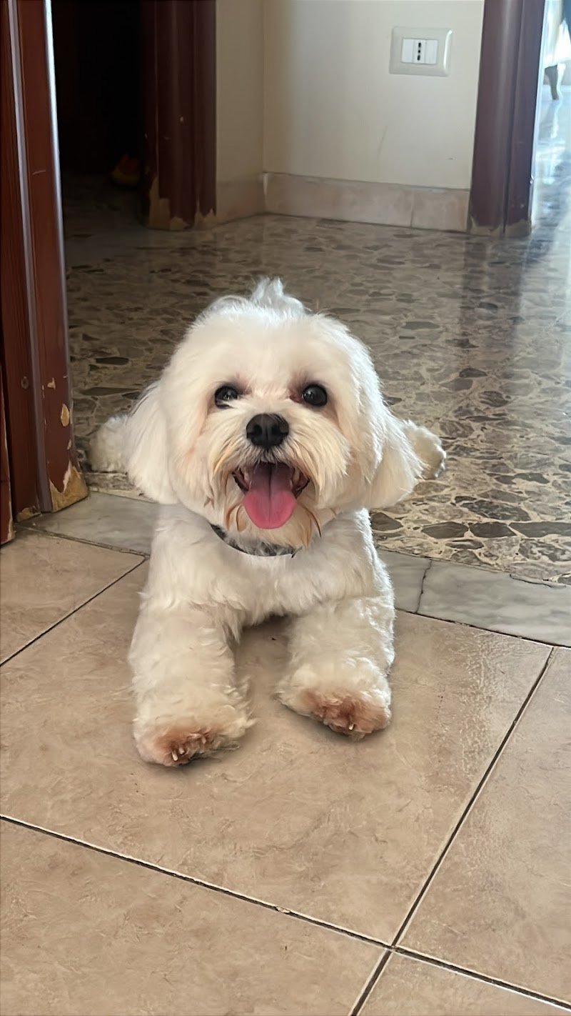 Le Coccole di Ariel - Foto 2