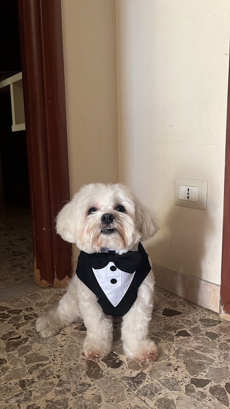 Le Coccole di Ariel - Foto 5