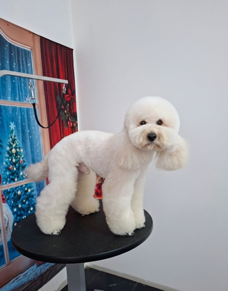 Le Coccole di Ariel - Foto 4