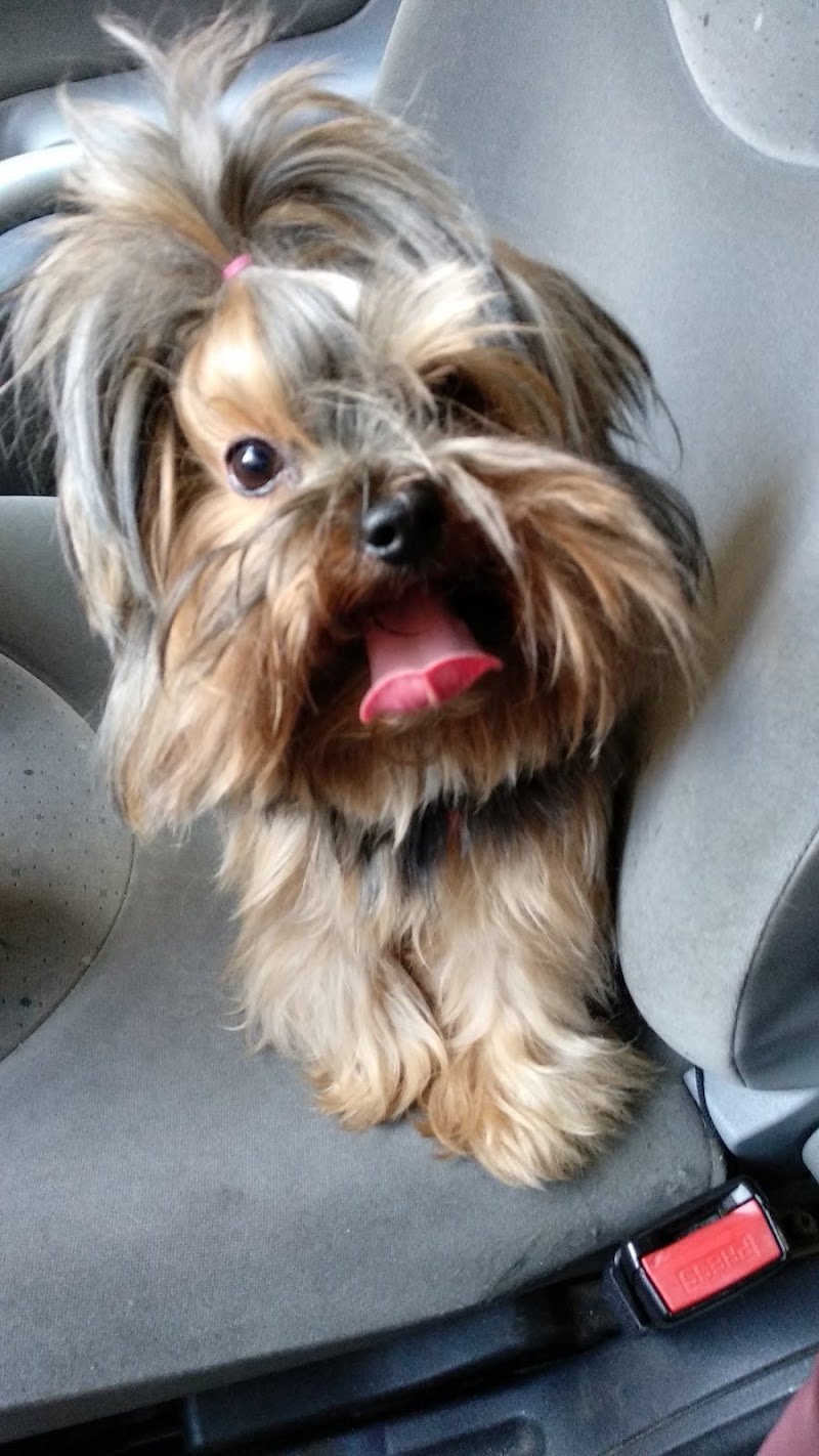 Le Fate Degli Animali - Foto 2