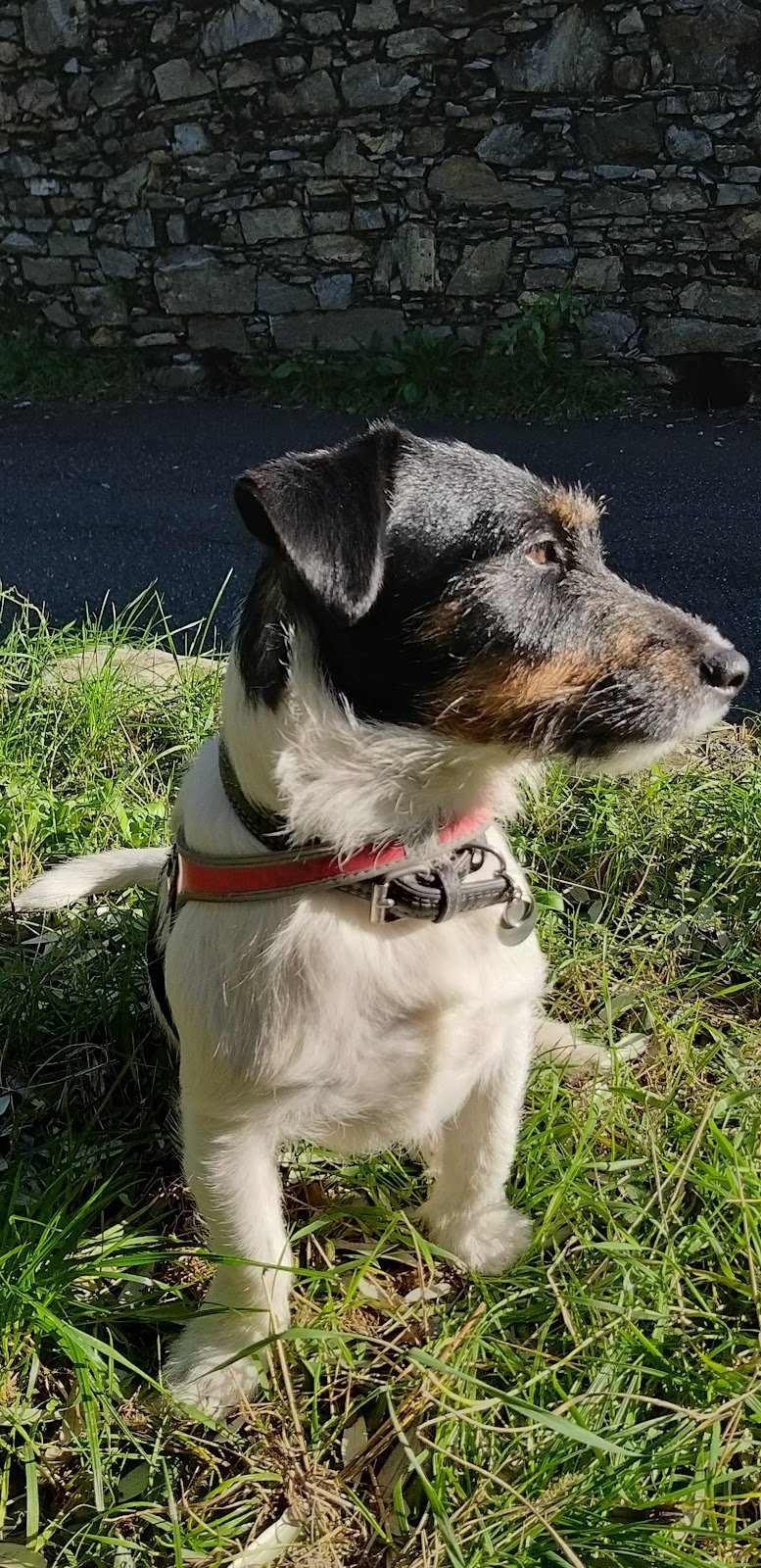 Le Fate Degli Animali - Foto 3