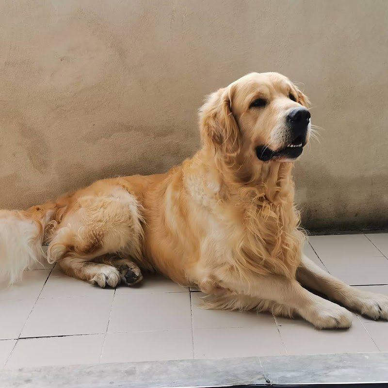 Le Fate Degli Animali - Foto 4