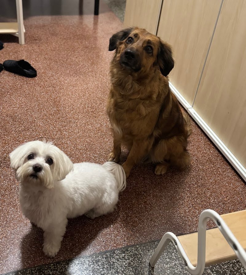 Le Fate Degli Animali - Foto 5