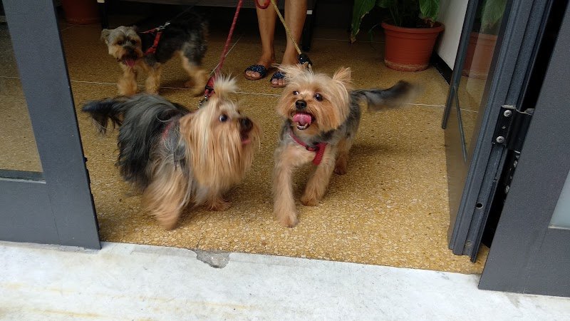 Le Fate Degli Animali - Foto 6