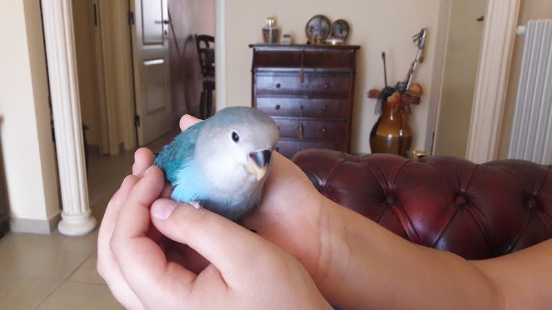 Le Favole Di Esopo Somma Vittorio - Foto 3