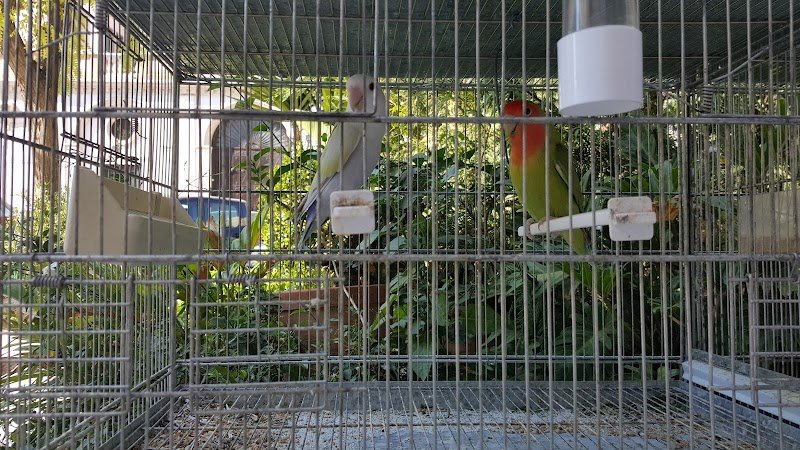 Le Favole Di Esopo Somma Vittorio - Foto 5