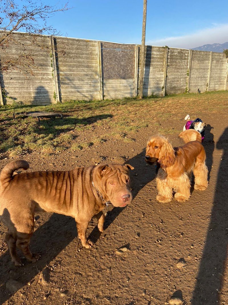 Le Gine Dog House - Foto 1