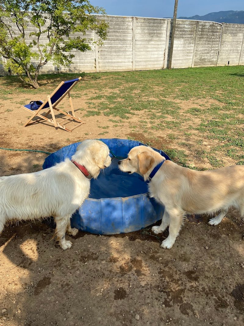 Le Gine Dog House - Foto 3