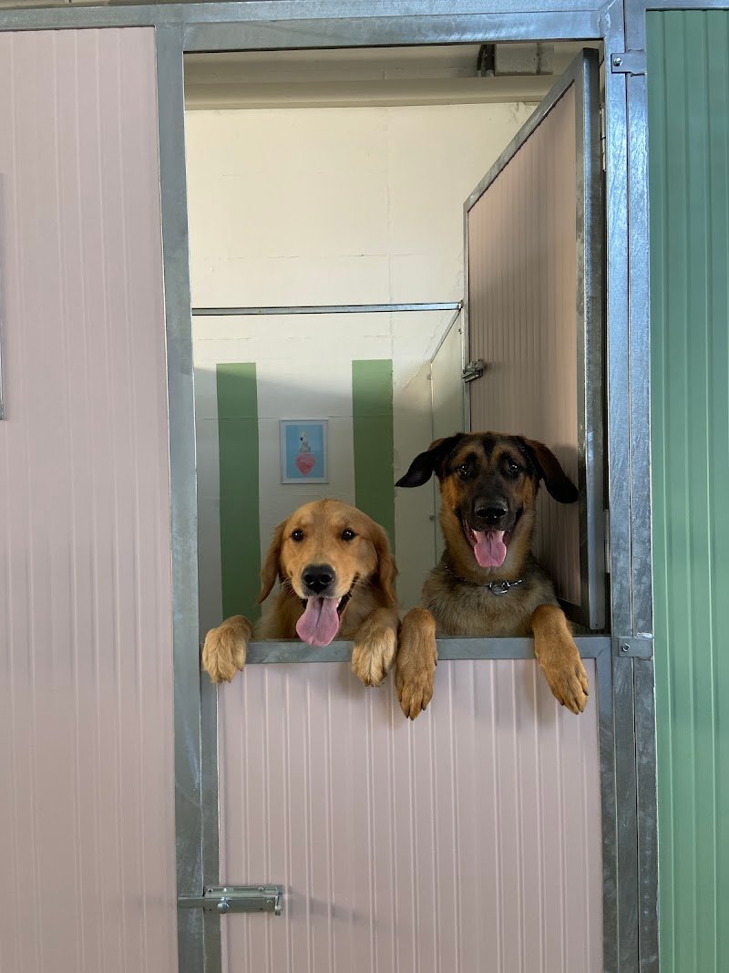 Le Gine Dog House - Foto 4