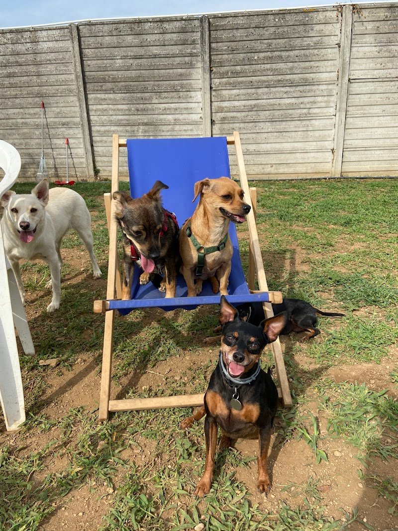 Le Gine Dog House - Foto 5