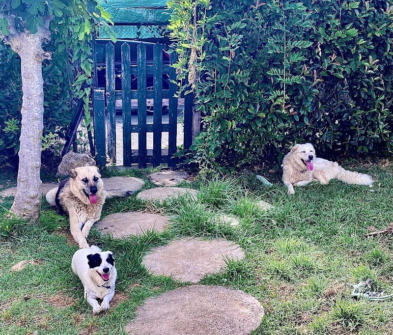 Le Mille E Una Coda Wash Di Federica Stirpe - Foto 2