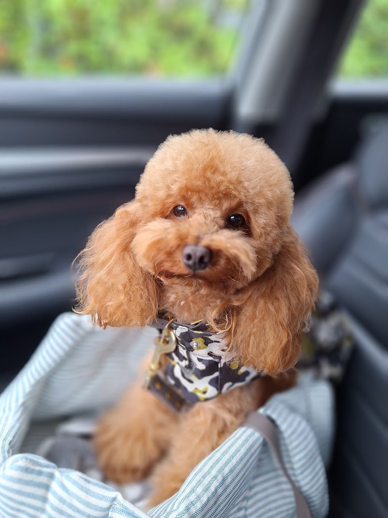 Le piccole canaglie - Foto 1