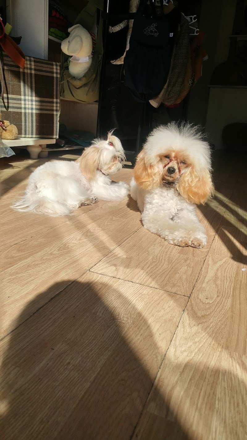 Le Toilettage - Foto 4