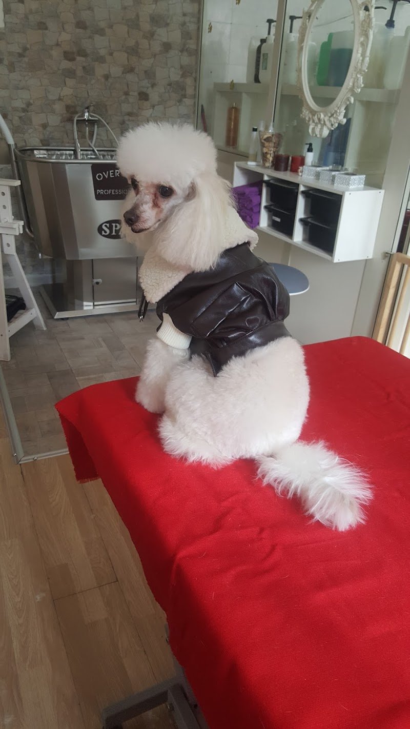 Le Toilettage - Foto 5