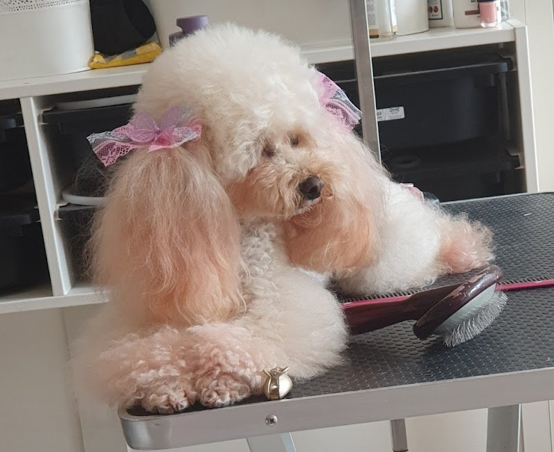 Le Toilettage - Foto 6