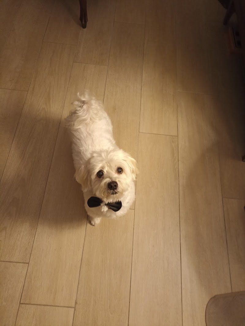 Leila Toelettatura - Foto 1