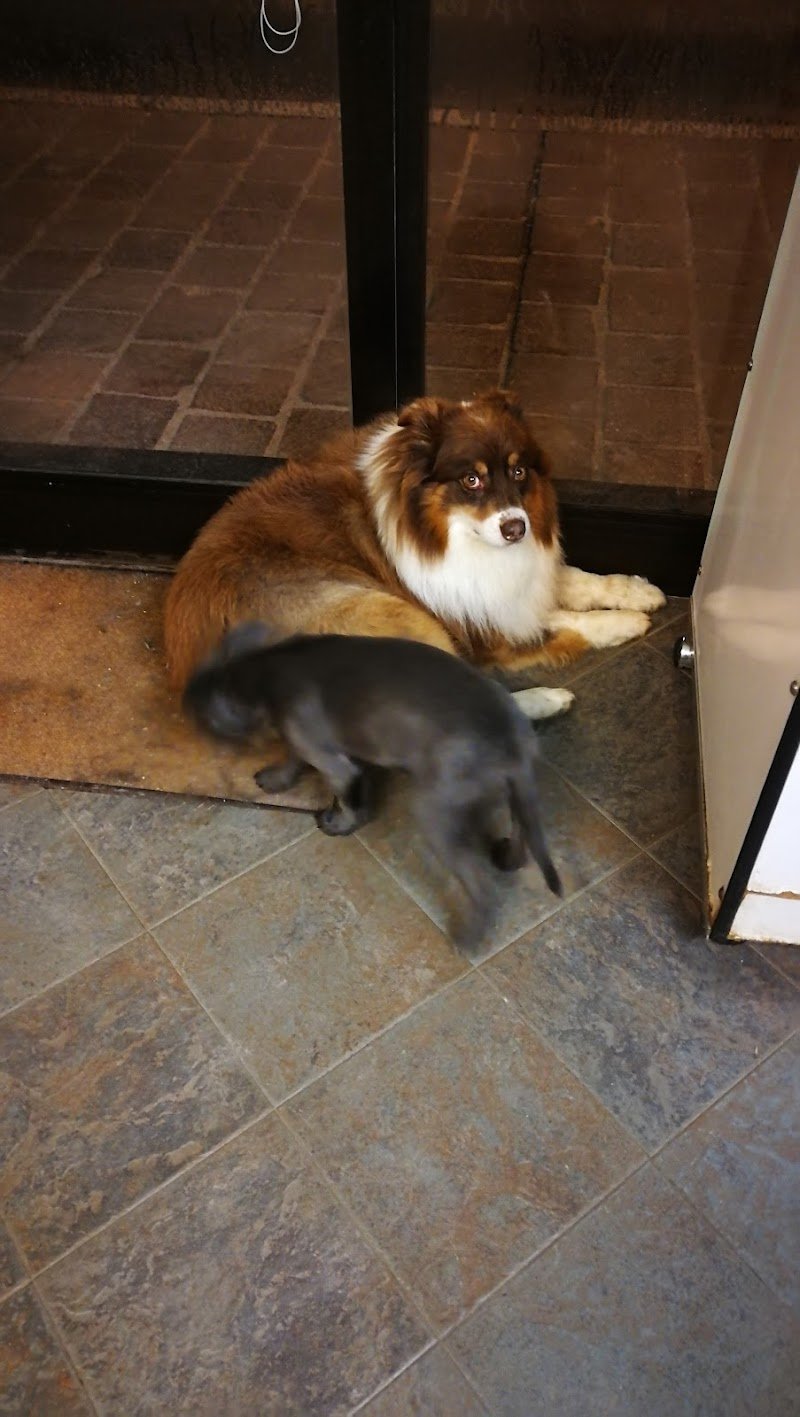 L'Eleganza Canina Di Le Divenach Christine - Foto 2