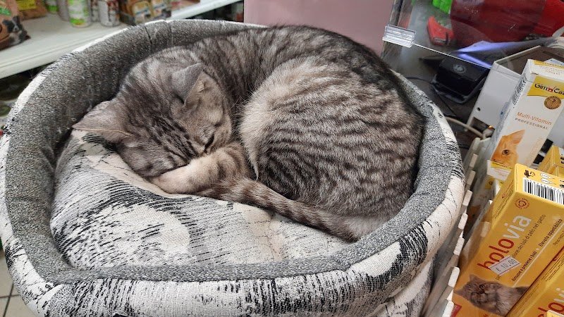 L'Emporio Pet - Foto 4