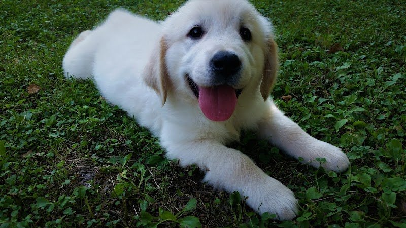 L'Emporio Pet Srl - Foto 2