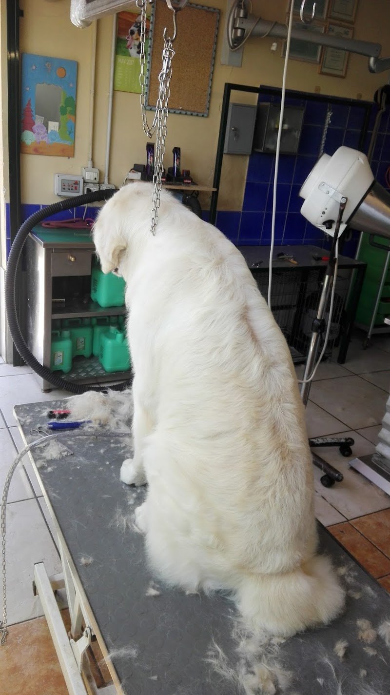 L'Emporio Pet Srl - Foto 4