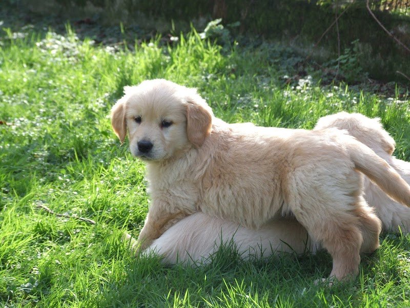 L'Emporio Pet Srl - Foto 5