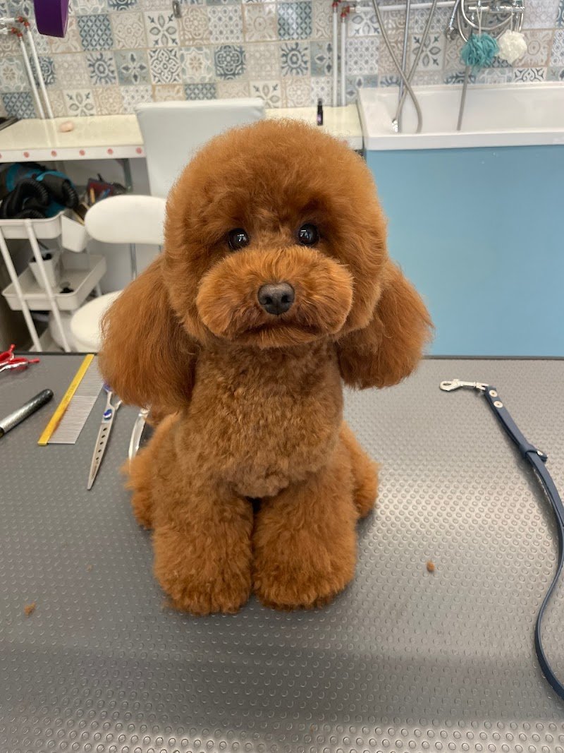 Leoncini Toelettatura & SPA Di Burlina Alice - Foto 1