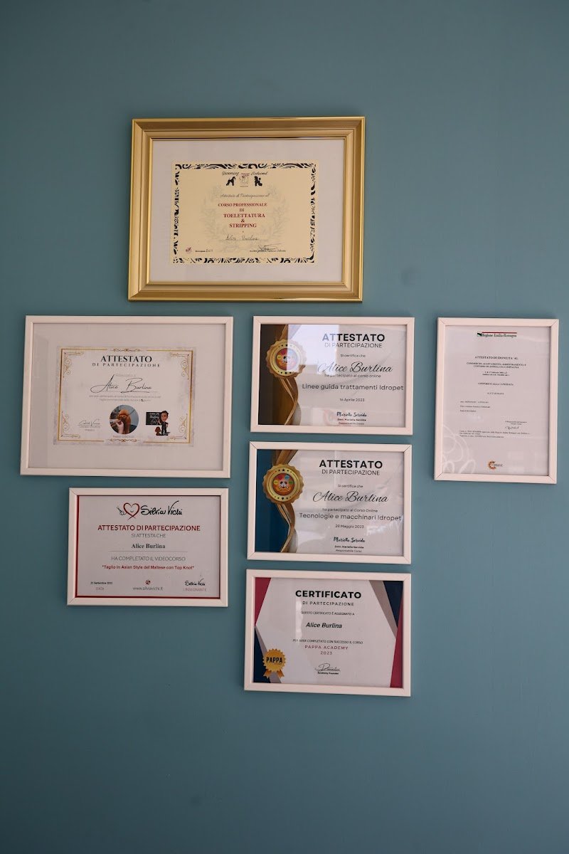 Leoncini Toelettatura & SPA Di Burlina Alice - Foto 2