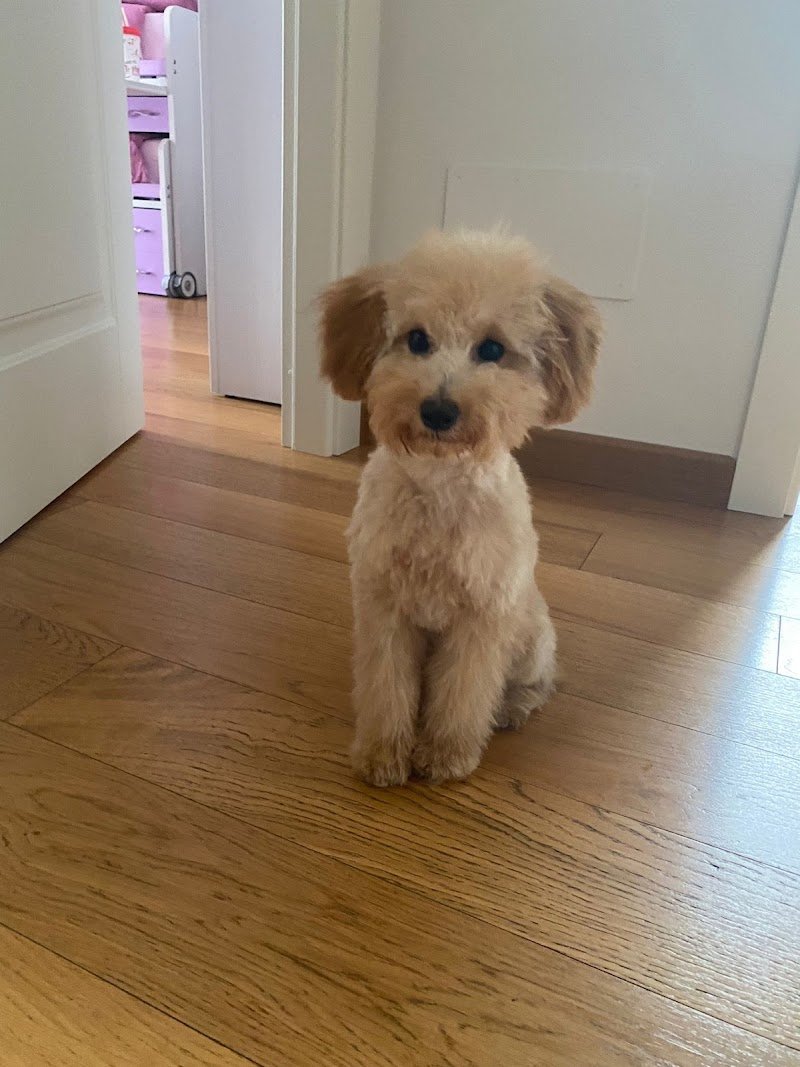 L'ESTETICA CANINA di Paola Bertolino - Foto 1