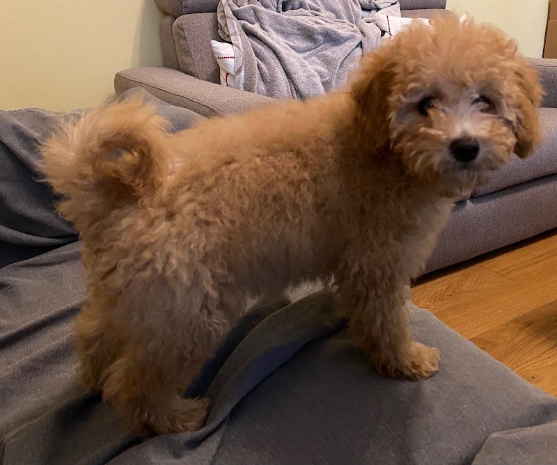 L'ESTETICA CANINA di Paola Bertolino - Foto 2