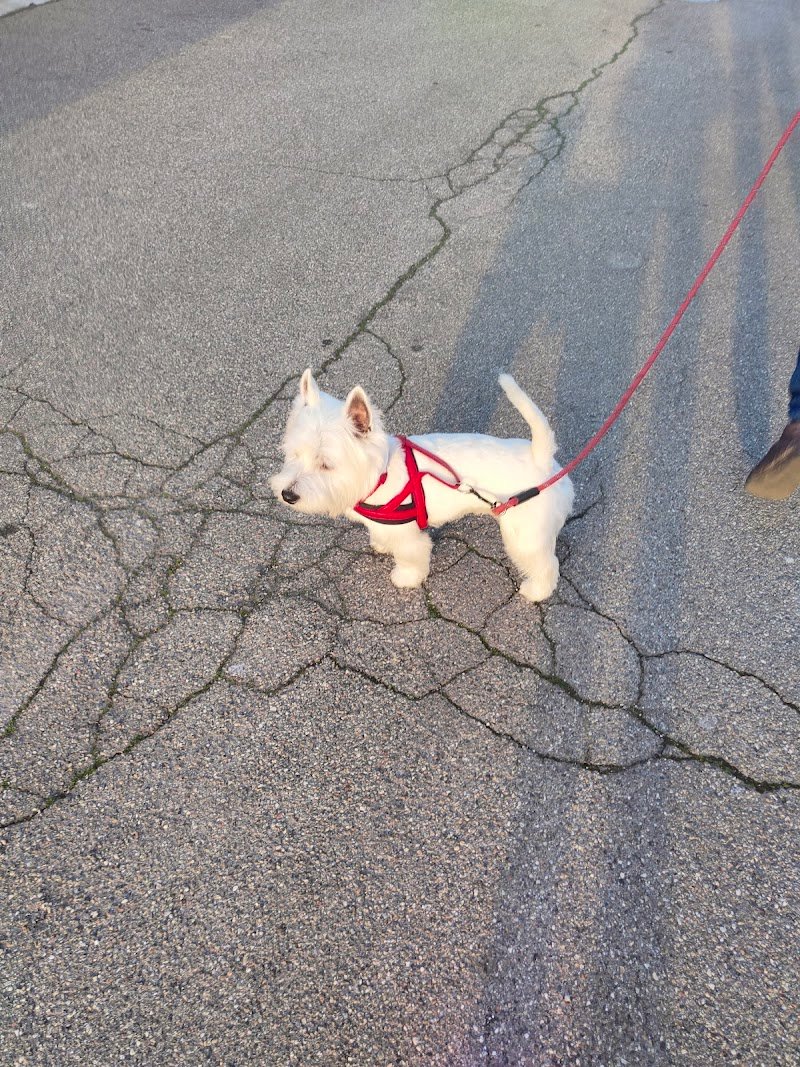 L'ESTETICA CANINA di Paola Bertolino - Foto 4
