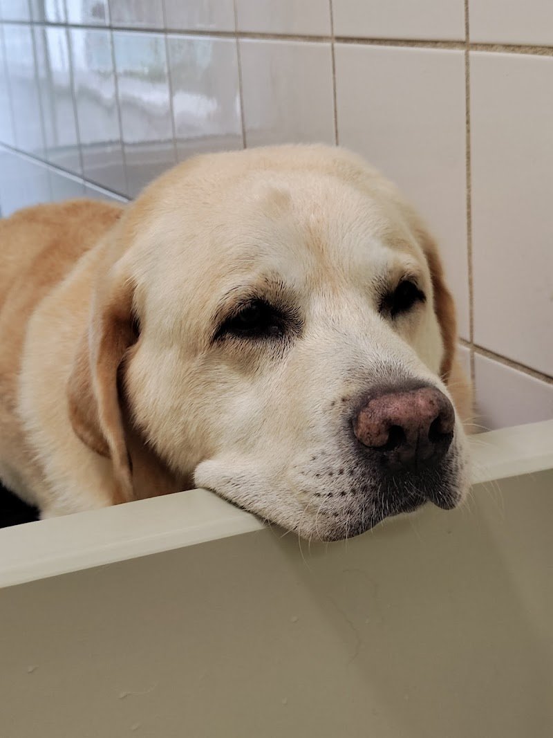 Lilli & CO toelettatura cani e gatti - Foto 1