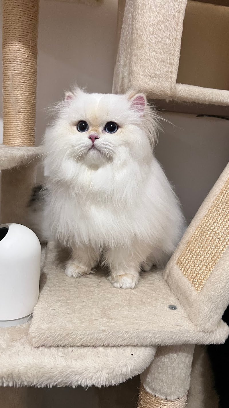 Lilli & CO toelettatura cani e gatti - Foto 2