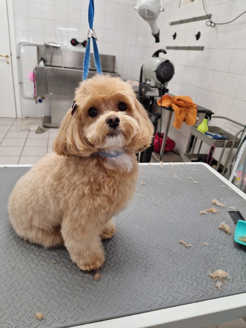 Lilli & CO toelettatura cani e gatti - Foto 3