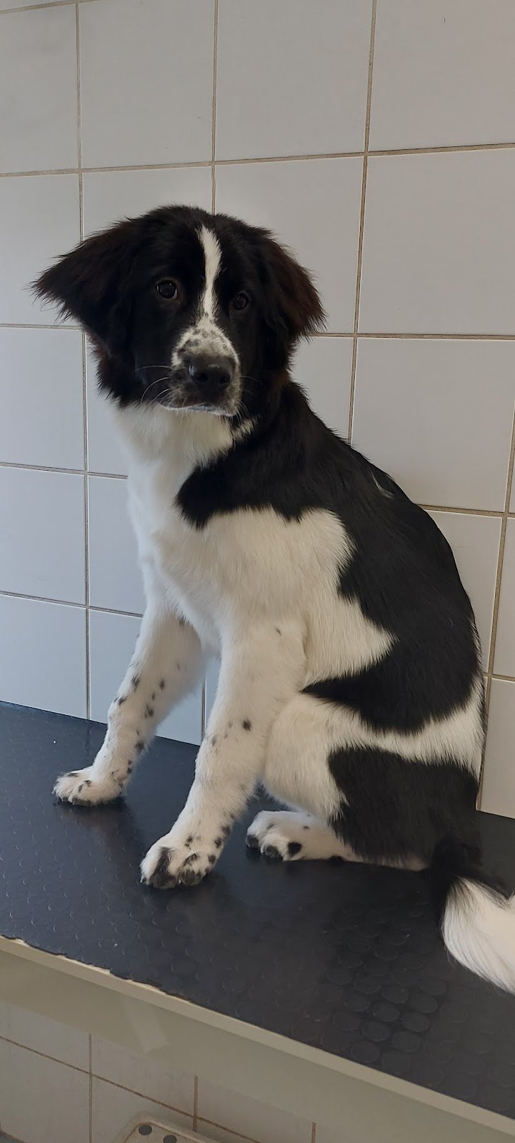 Lilli & CO toelettatura cani e gatti - Foto 4