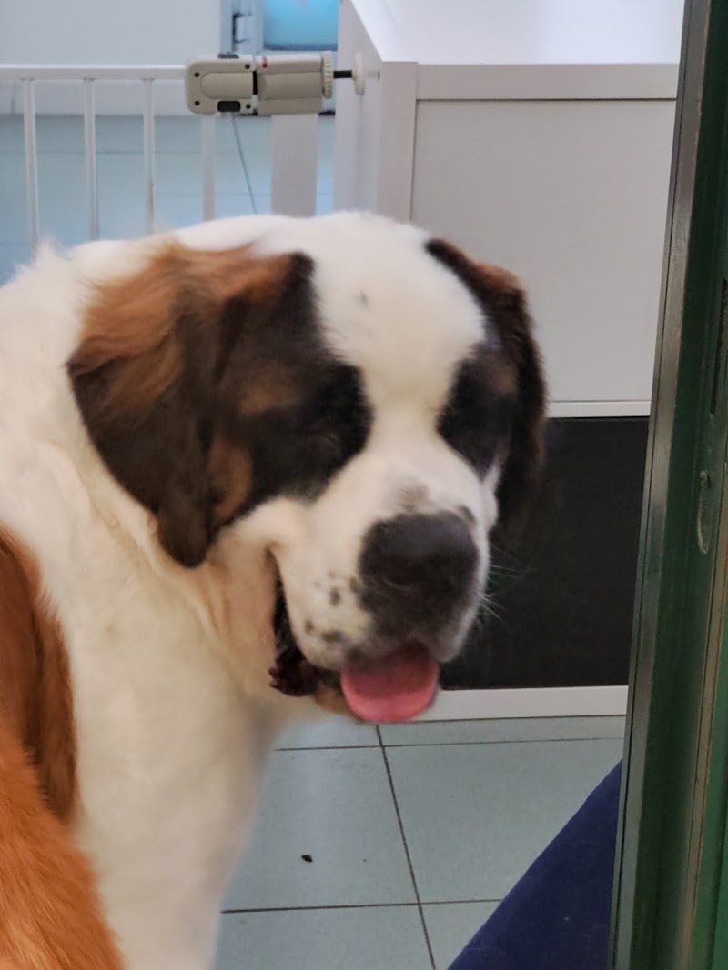 Lilli & CO toelettatura cani e gatti - Foto 5