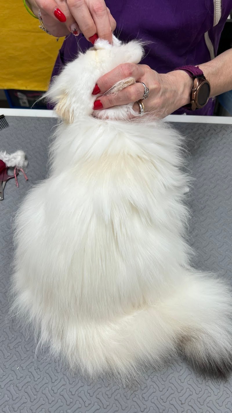 Lilli & CO toelettatura cani e gatti - Foto 6