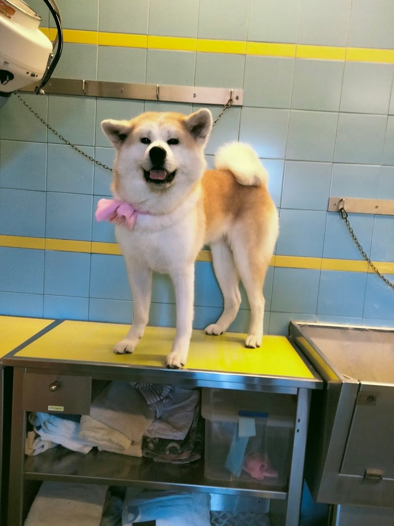 Lilli E Il Vagabondo - Foto 1