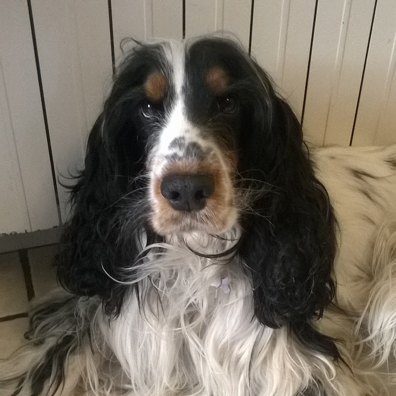 Lilli E Il Vagabondo - Foto 2