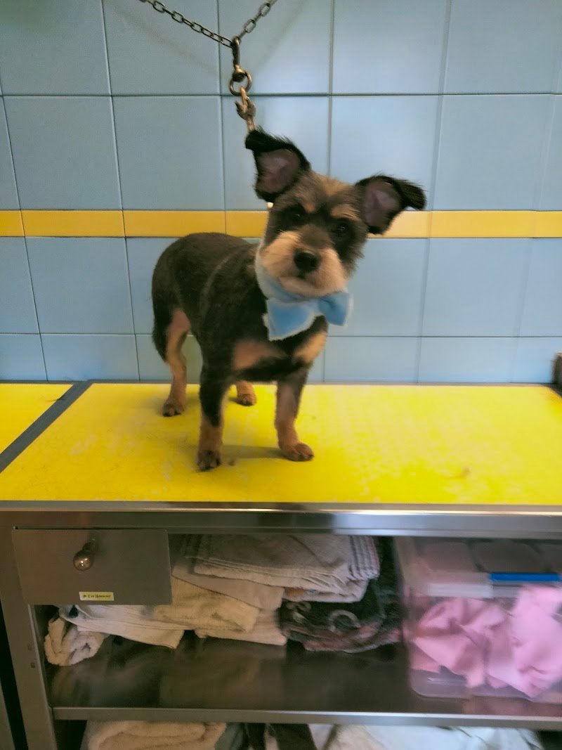 Lilli E Il Vagabondo - Foto 3