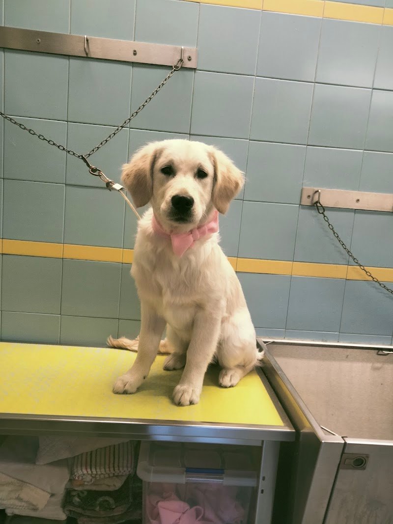 Lilli E Il Vagabondo - Foto 4