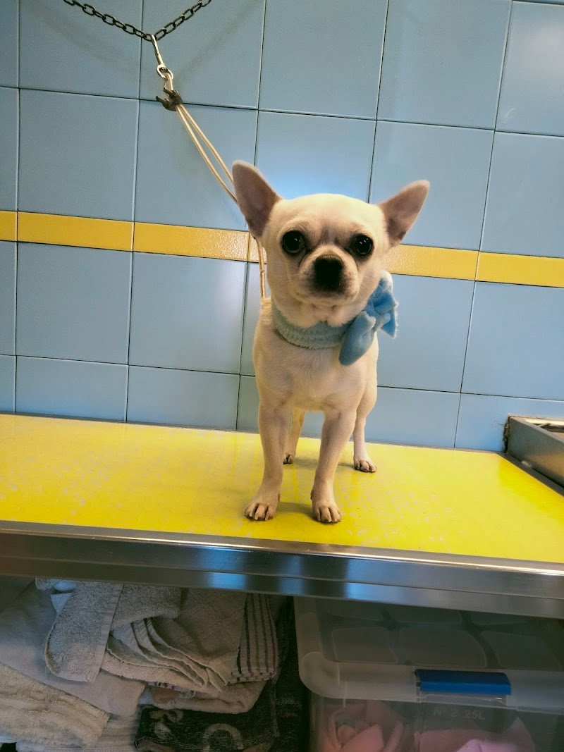 Lilli E Il Vagabondo - Foto 5