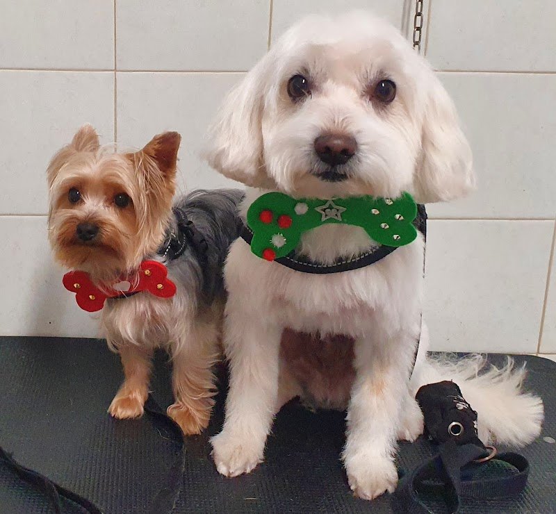 Lillo Brillo snc - Foto 1