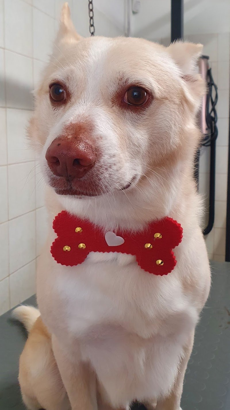 Lillo Brillo snc - Foto 2